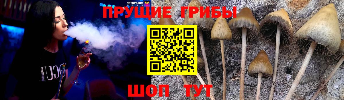 Псилоцибиновые грибы Psilocybine cubensis  Вход с VPN  Ртищево 